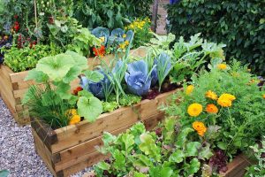 Poshan ke liye Poudhe (Kitchen Gardens, Not only for Healthy Life Style but also for Healthy Nutrition)