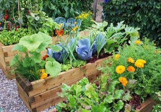 Poshan ke liye Poudhe (Kitchen Gardens, Not only for Healthy Life Style but also for Healthy Nutrition)