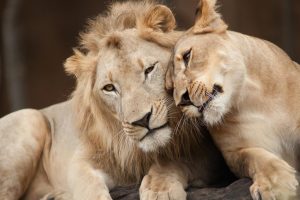 Asiatic Lions housed in Hyderabad zoo infected with SARS-COV2 recovering well.  Analysis of samples reveals infection not caused by any variant of concern.  No factual evidence that animals can transmit the disease to humans any further.