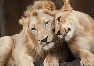 Asiatic Lions housed in Hyderabad zoo infected with SARS-COV2 recovering well.  Analysis of samples reveals infection not caused by any variant of concern.  No factual evidence that animals can transmit the disease to humans any further.