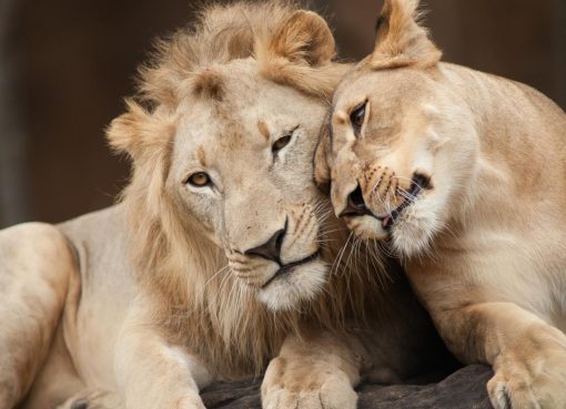 Asiatic Lions housed in Hyderabad zoo infected with SARS-COV2 recovering well.  Analysis of samples reveals infection not caused by any variant of concern.  No factual evidence that animals can transmit the disease to humans any further.