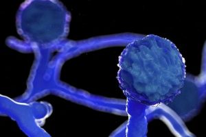 “Black Mould” [Mucormycosis] – the Dark Side of At-home and Self-COVID-19 Treatment