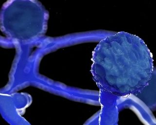 “Black Mould” [Mucormycosis] – the Dark Side of At-home and Self-COVID-19 Treatment