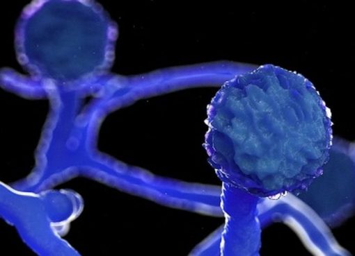 “Black Mould” [Mucormycosis] – the Dark Side of At-home and Self-COVID-19 Treatment