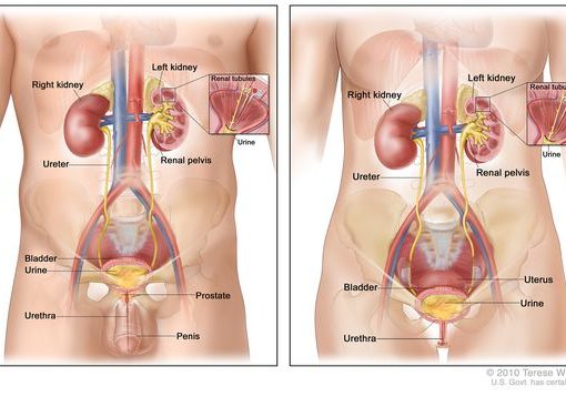 Urinary Tract Infections Spike During Summer: observes Doctor