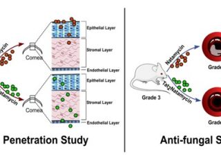 Scientists devise new strategy for combating fungal eye infection