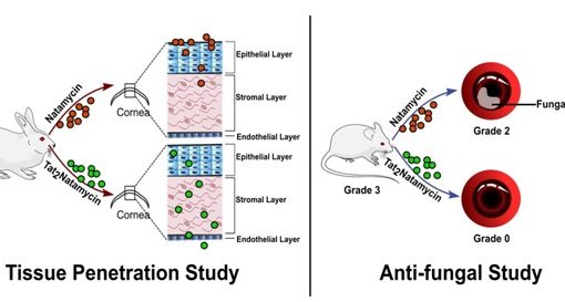 Scientists devise new strategy for combating fungal eye infection
