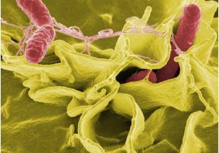 Study paves way for a new approach to fight infections