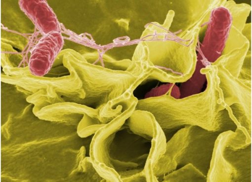 Study paves way for a new approach to fight infections
