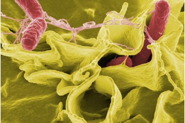 Regular Screening for Hepatitis every six months Can Prevent Serious Liver Ailments: Warn Doctors