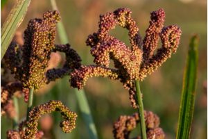 Must-Have Millets – A detailed look at nutri-cereals that offer food and nutritional security