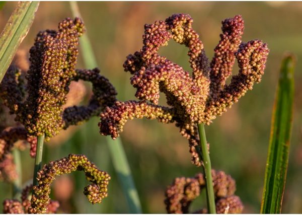 Must-Have Millets – A detailed look at nutri-cereals that offer food and nutritional security