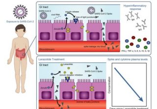 Researchers uncover mechanisms related to Multisystem Inflammatory Syndrome in children