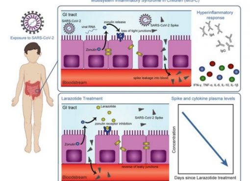 Researchers uncover mechanisms related to Multisystem Inflammatory Syndrome in children